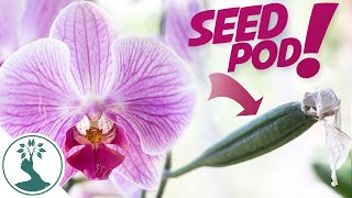 How To Hand Pollinate Phalaenopsis Orchids - Growing Orchids From Seeds at Home