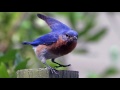 Ryan Bingham – Bluebird