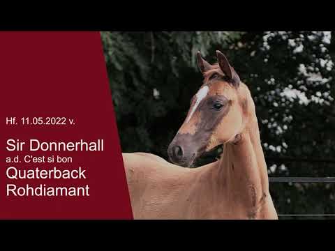 Hf v Sir Donnerhall x Quaterback x Rohdiamant 2022