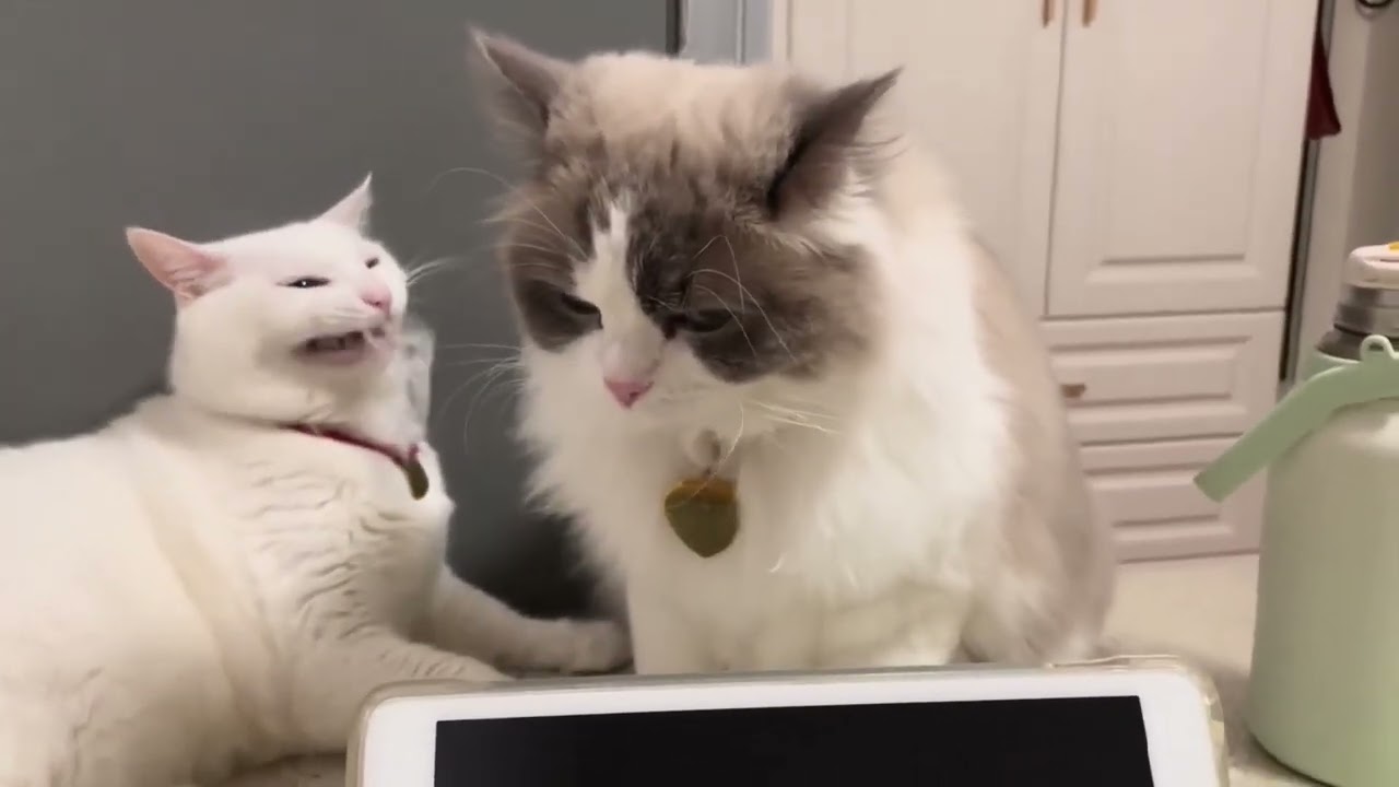 ご飯の時間だけ超高速になる猫【普段とのギャップｗ】