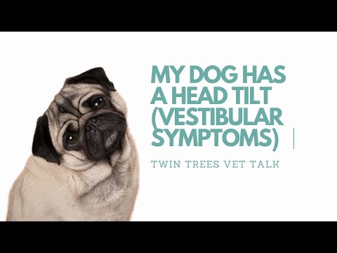 Q) My Dog Has a Head Tilt (Vestibular Symptoms) │ Twin Trees Vet Talk (FREE VET ADVICE PODCAST)