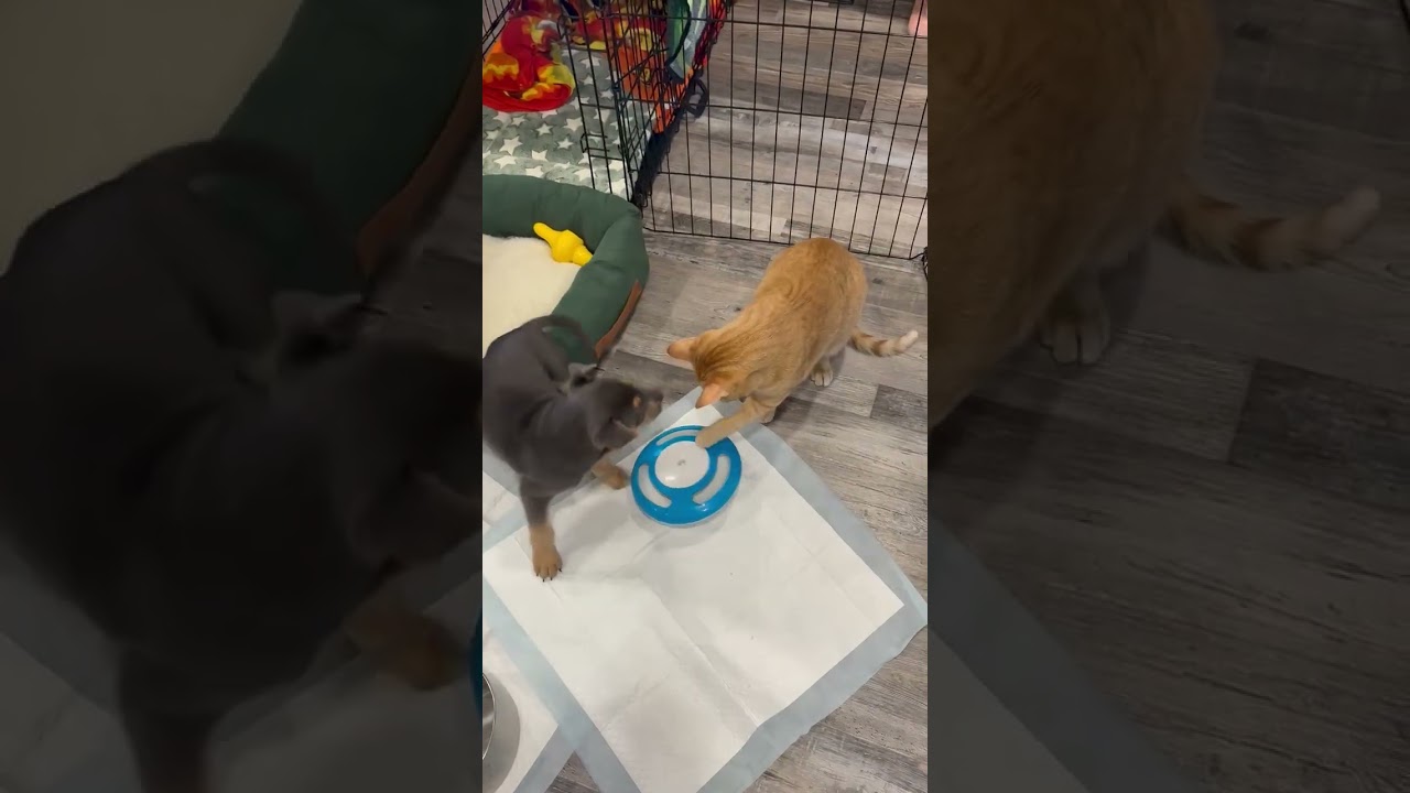 Enlarge Luna, an adopted mixed breed in Murrieta, CA video 6/6