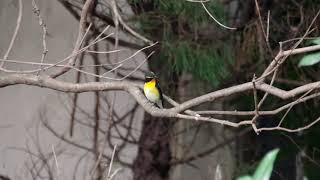 20181020ｷﾋﾞﾀｷ（黄鶲）♂