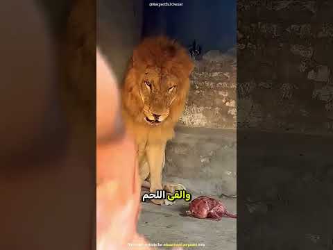 لا تفعل هذا أبدًا! 🛑 مواجهة مرعبة مع ملك الغابة 🦁