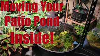 Patio Ponds - Moving Indoors #aquarium #houseplants #fish #patiopond #tubbing 