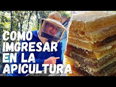 How to get into beekeeping