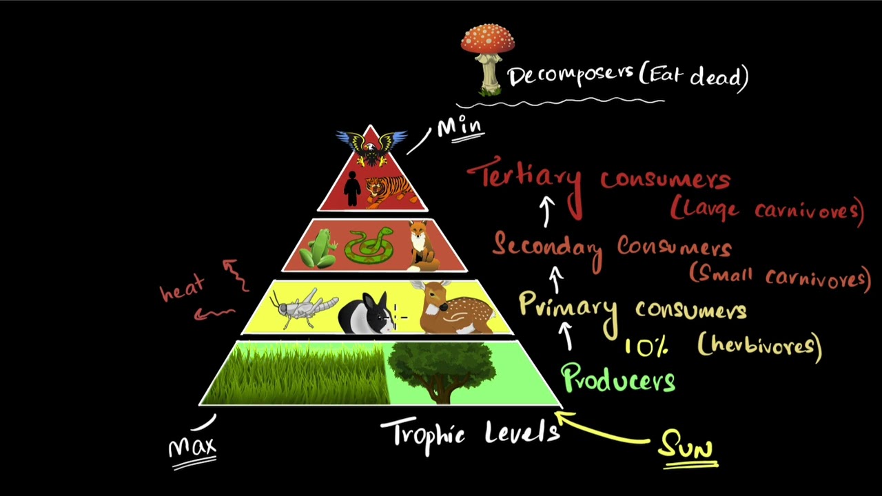 Energy flow in food chains & webs | Our environment | Class 10 EVS | Khan Academy