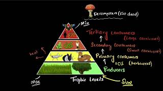 Energy flow in food chains & webs | Our environment | Class 10 EVS | Khan Academy