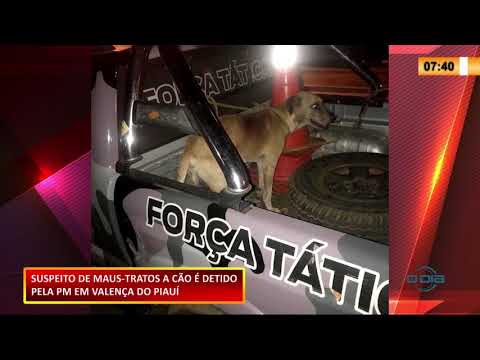 Homem é preso após esfaquear o próprio animal de estimação 08 10 2020