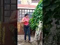 Motiyon Ki Ladi Hoon Main Mumtaz Dharmendra Asha Bhosale Shorts Youtubeshorts Oldisgold