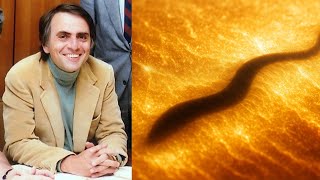 Download lagu 4 Weirdest Aliens That Scientists Think Exist mp3 Download lagu 4 Weirdest Aliens That Scientists Think Exist mp3