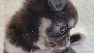 ハーフ犬の動画01