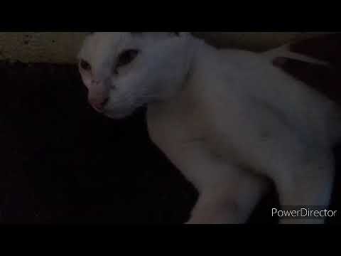 Simba mon malayalam special video