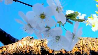 Chet Atkins and Mark Knopfler, YAKETY AXE