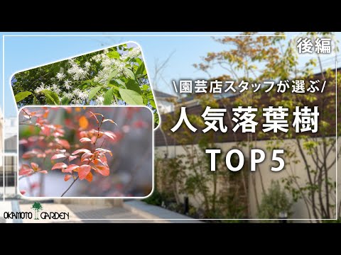 どの木が嵐の時にもろいのか 健康な木は短時間であれば耐えられる 激しい風 大雨 雷雨