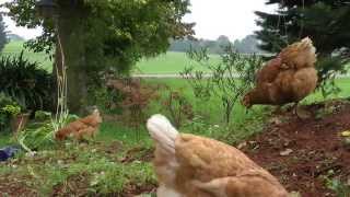 preview picture of video 'Sich erholen mit den freilaufenden Bio-Hühnern vom Seegasthof Anneliese am Attersee / Oberösterreich'