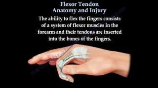 Flexor Tendon Anatomy And Injury  - Everything You Need To Know - Dr. Nabil Ebraheim