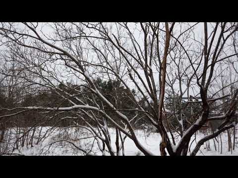 TimeLapse Forest - Studiegången 3, Rosendal, Gothenburg (Göteborg)