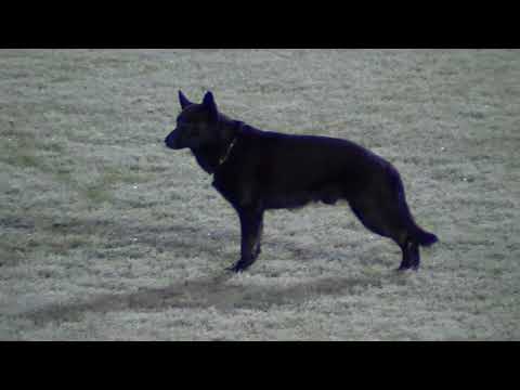 WUSV 2021  CAN 2 - FRANK MCENIRY & FINN VOM HILSBLICK B 88