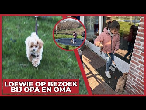 MET LOEWIE OP BEZOEK BIJ OPA & OMA! - #1645