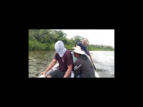 Segundo día de la faena, ciénega del salado en necocli Antioquia.