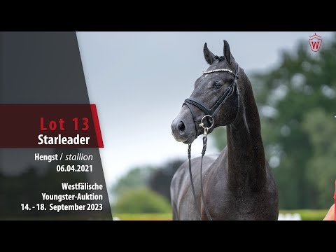 Youngster-Auktion Lot 13 Starleader Hengst v. Selectric -  Lord Loxley