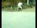 Dog Pig Mating2 Mp4