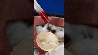 This Knife Makes Sharks Explode 😮