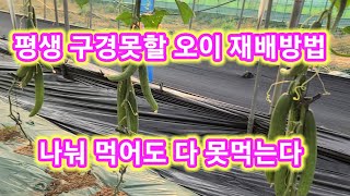 평생 구경못할 오이재배방법 미치게 먹고도 남음 노균병 흰가루병 노이농사 오이키우기 솔림농원 비닐하우스 텃밭 …