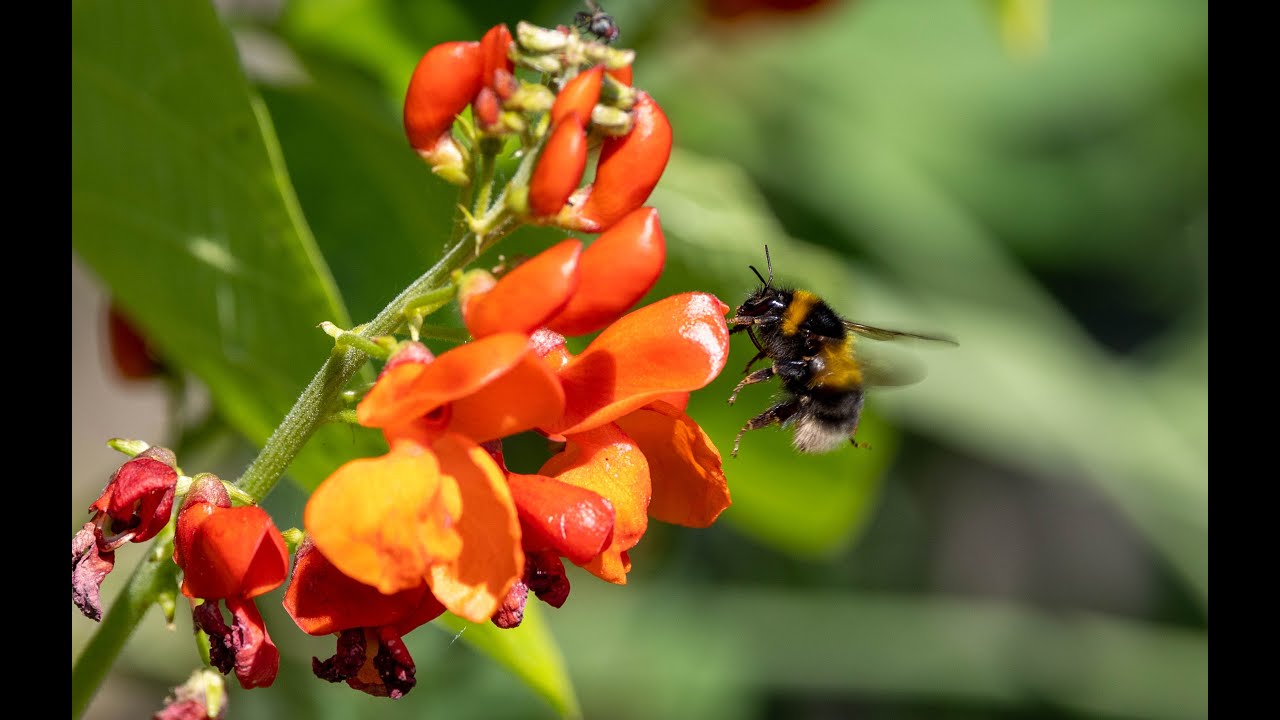 Wild Explorers - Pollination and Seed Dispersal