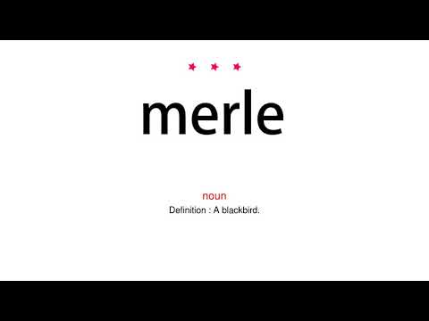 How to pronounce merle - Vocab Today
