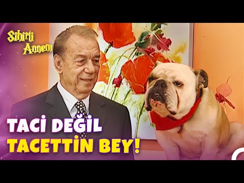 Taci'nin İnsan Olma Serüveni - Sihirli Annem