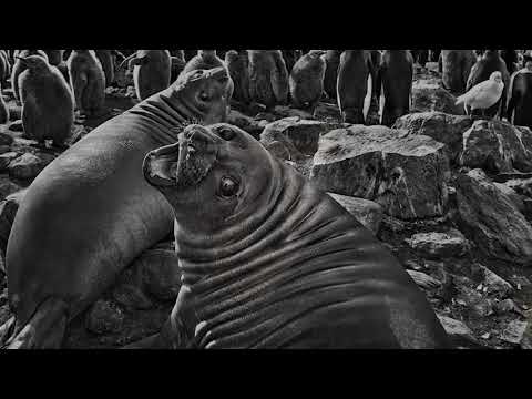 Galleries unlocked - in conversation with Sebastião Salgado