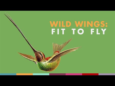Wild Wings: Fit  to Fly