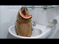 marmot chewing watermelon sounds so excited