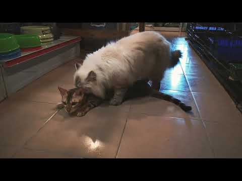 Neutered, spayed cat problems | Bengal Cat