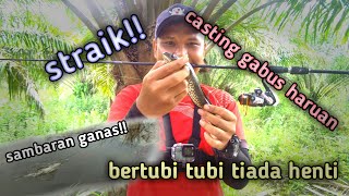 preview picture of video 'Casting Gabus || Diserang Haruan Ganas || Freshwatter Fishing'