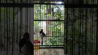 Download lagu gelatik batu ngekek #shorts mp3