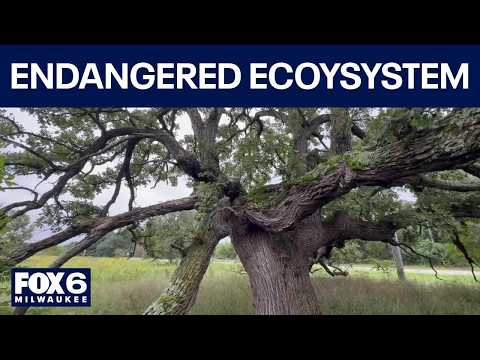 Wisconsin endangered oak ecosystems, ' ...