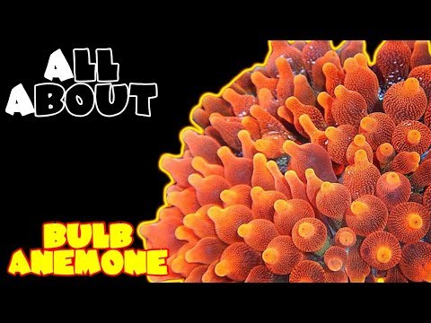 download lagu mp3 mp4 Green Bulb Anemone, download lagu Green Bulb Anemone gratis, unduh video klip Green Bulb Anemone