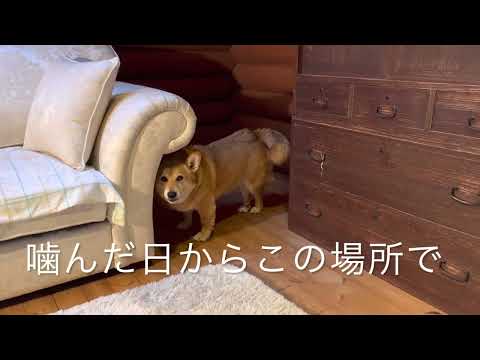 破壊的な犬をどうするか