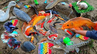 Download lagu Fishing for large ornamental fish in ponds, catfish, koi fish, betta fish, crocodiles, turtles, duck mp3 Download lagu Fishing for large ornamental fish in ponds, catfish, koi fish, betta fish, crocodiles, turtles, duck mp3