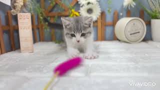 スコティッシュフォールドの動画01