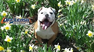 preview picture of video '1 Year Old English Bulldog Blue Before/After Video | Dog Training Harrisonburg'