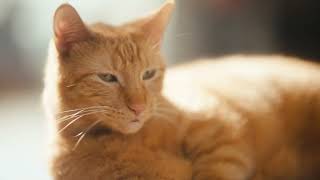 Purina Using Solar Power to Make the Pet Food that Powers 