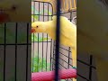 Yellow Ring Nick Parrot