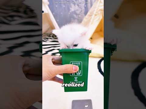 This Kitten Got Ready for Vacation#shorts