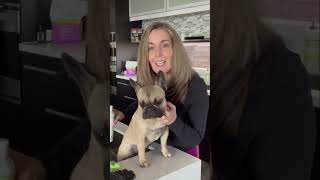 Stop Excess Shedding: Daily Grooming Routine for French Bulldogs