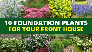 Top 10 Easy-Breezy Foundation Plants for Your Front House 🏡