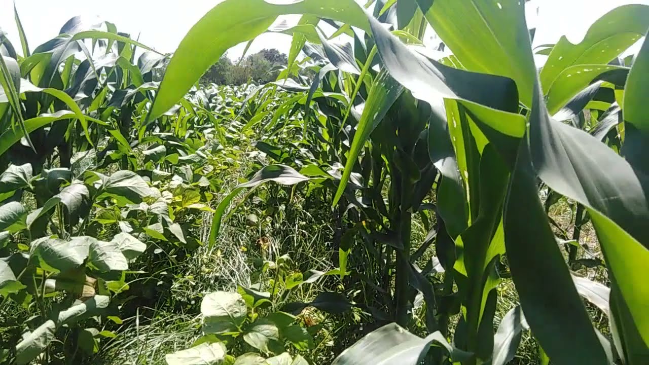 Maize soybean intercropping UAF after 50 of sowing